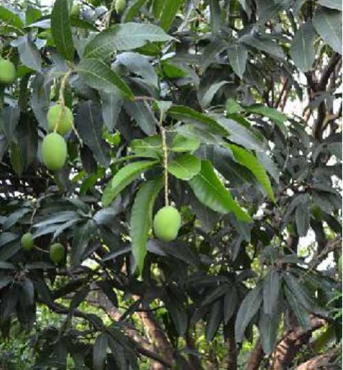Puni Hybride Mango - পুনে হাইব্রিড
